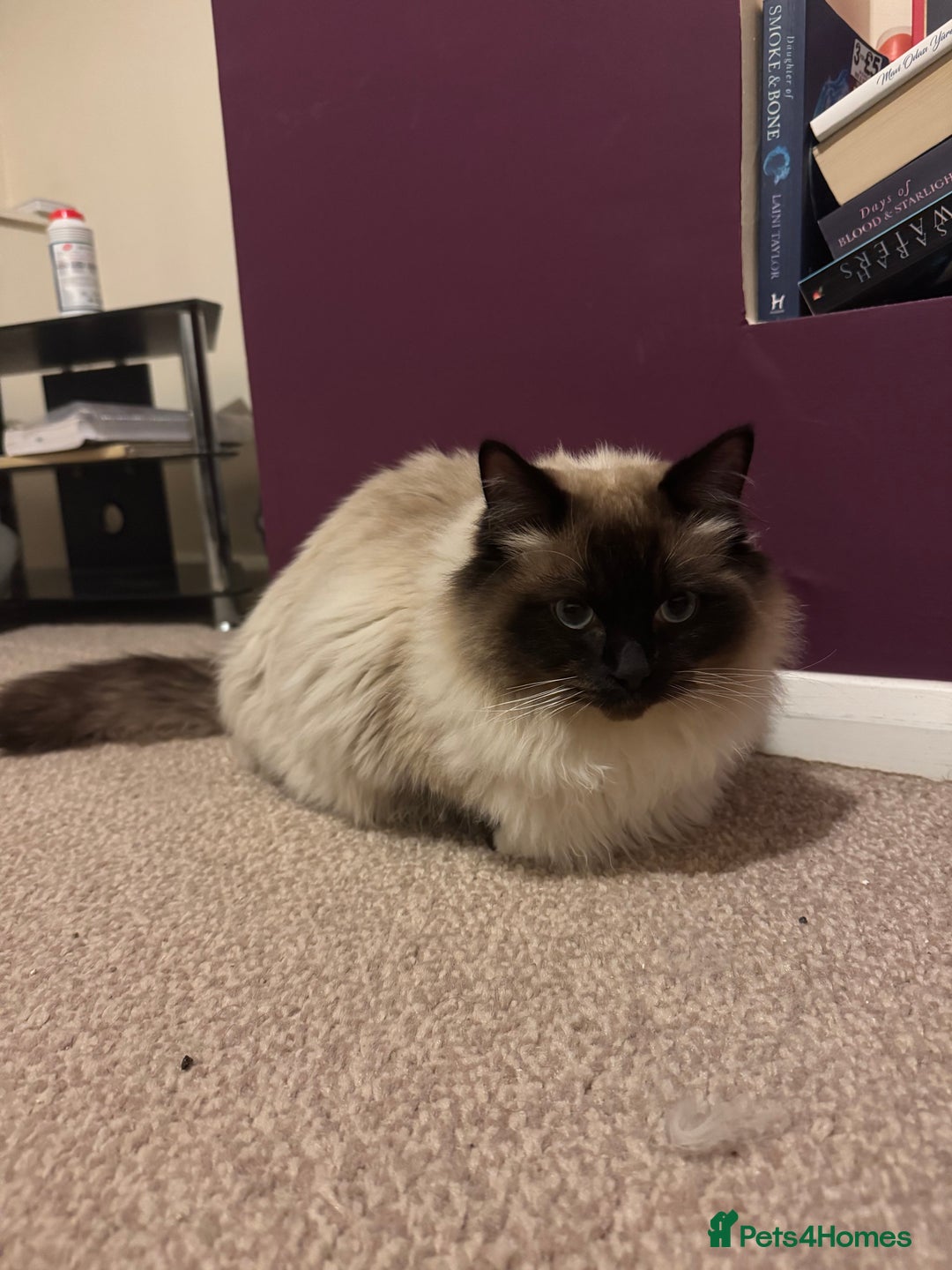 Ragdoll cats for sale: 2 Ragdoll Boys to rehome - Advert 2