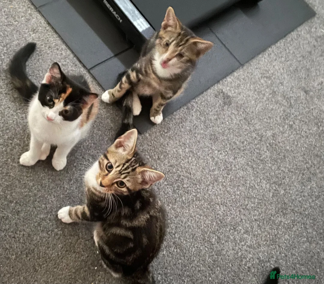 British Shorthair cats for sale: 3 kittens in Tipton - Advert 3