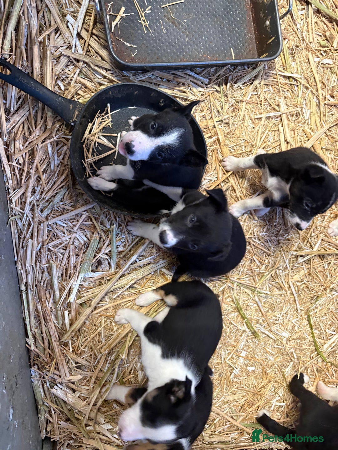 Border Collie dogs for sale: 10 gorgeous puppies for sale - Advert 6