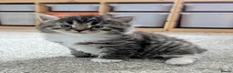 Mixed Breed cats for sale: VERY FRIENDLY AND WELL HANDLED KITTENS in Minehead - Advert 11