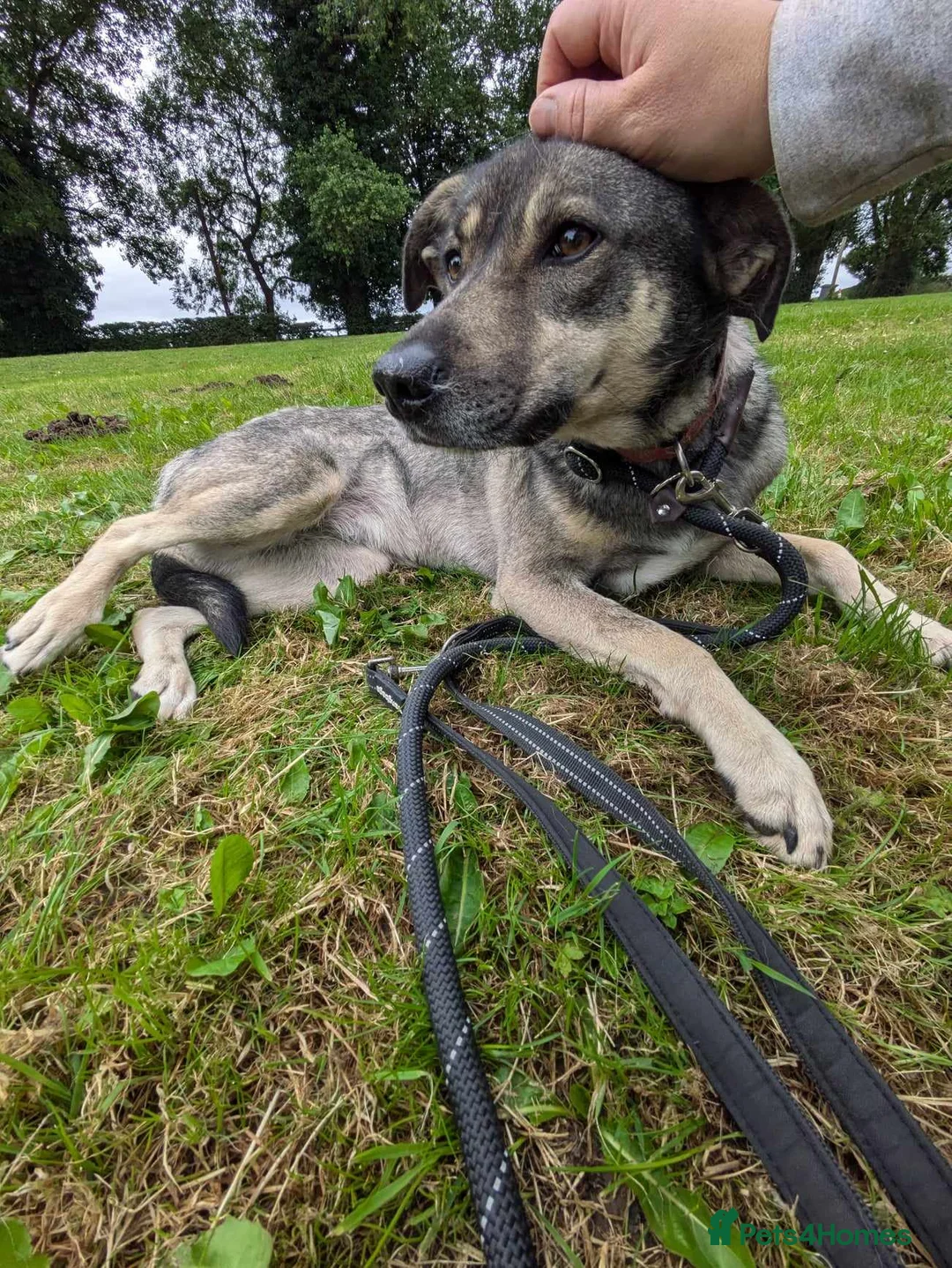 Mixed Breed dogs for adoption: Meet Joy, currently residing in Cheshire  in Nantwich - Advert 11