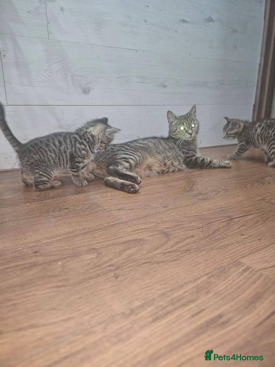 Mixed Breed cats for sale: Mixed breed kittens for sale  - Advert 4