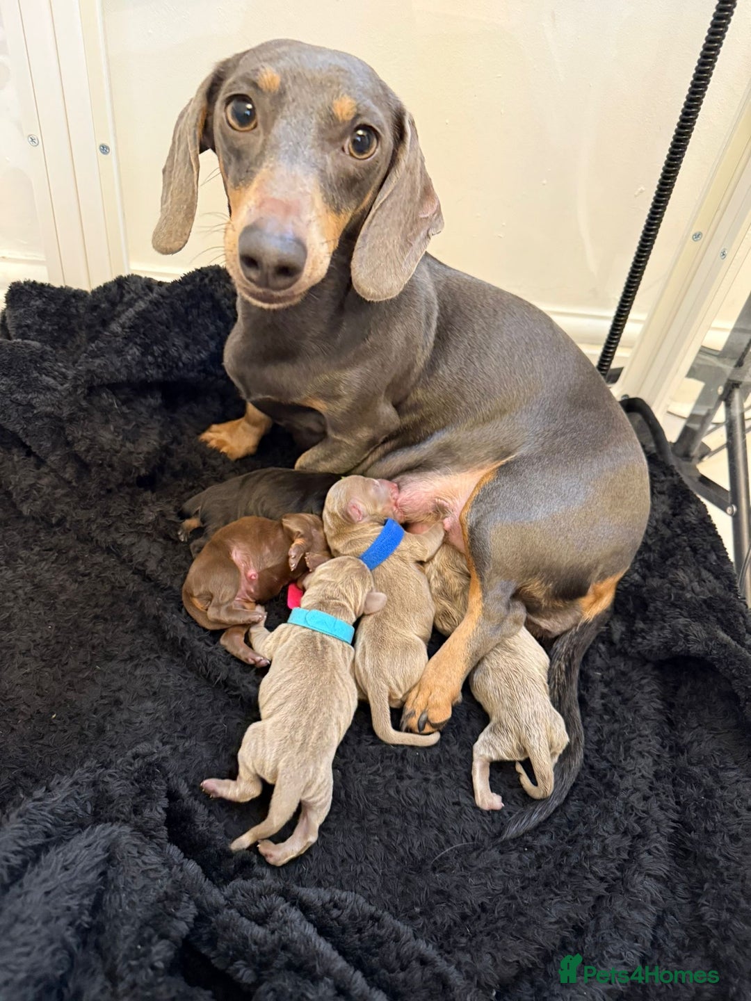 Miniature Dachshund dogs for sale: KC Miniature Dachshund short hair 4M 1F - Advert 19