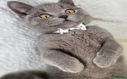 British Shorthair cats for sale: Adorable British Shorthair Kittens — READY TO GO! - Advert 11