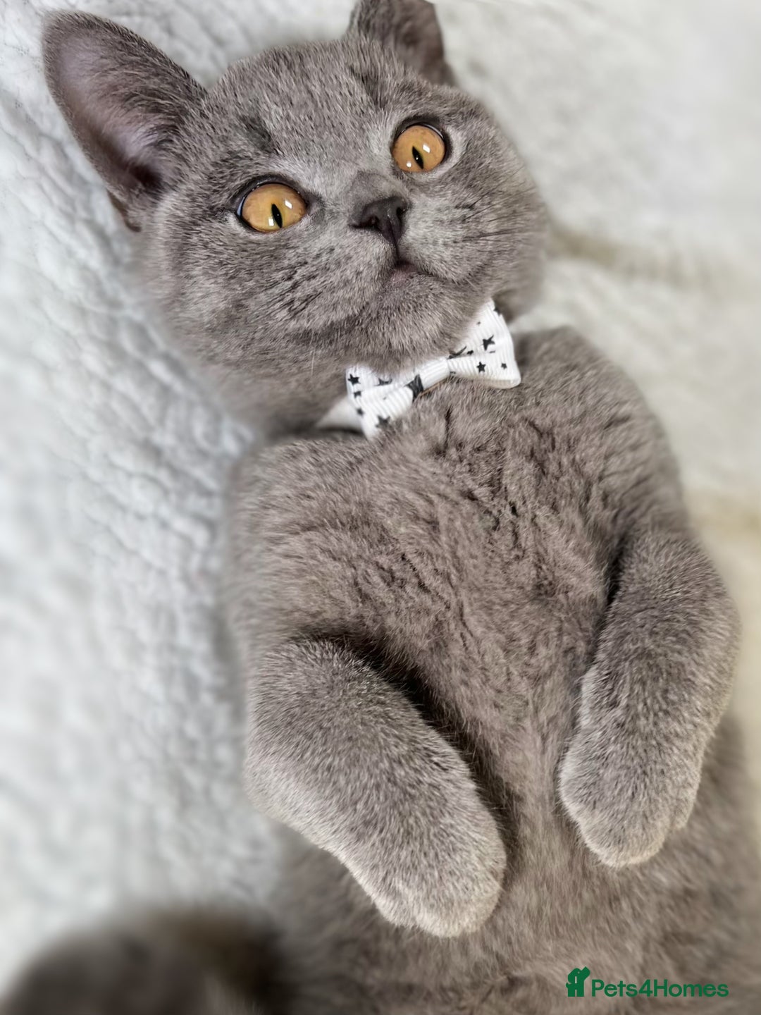 British Shorthair cats for sale: Adorable British Shorthair Kittens — READY TO GO! - Advert 11