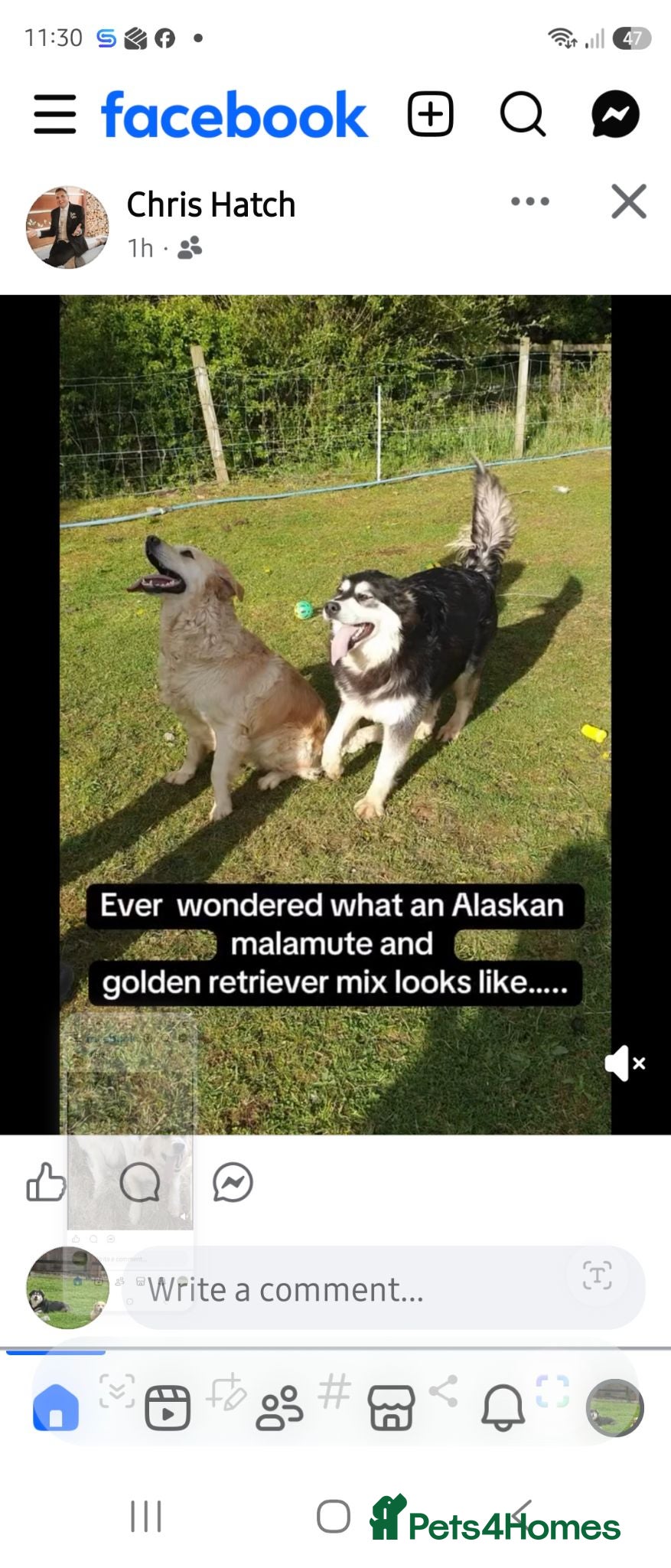 Mixed Breed dogs Malamute x black Labrador  - Advert 1