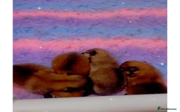 Pomeranian dogs for sale: Pomeranian puppy’s  - Image 8