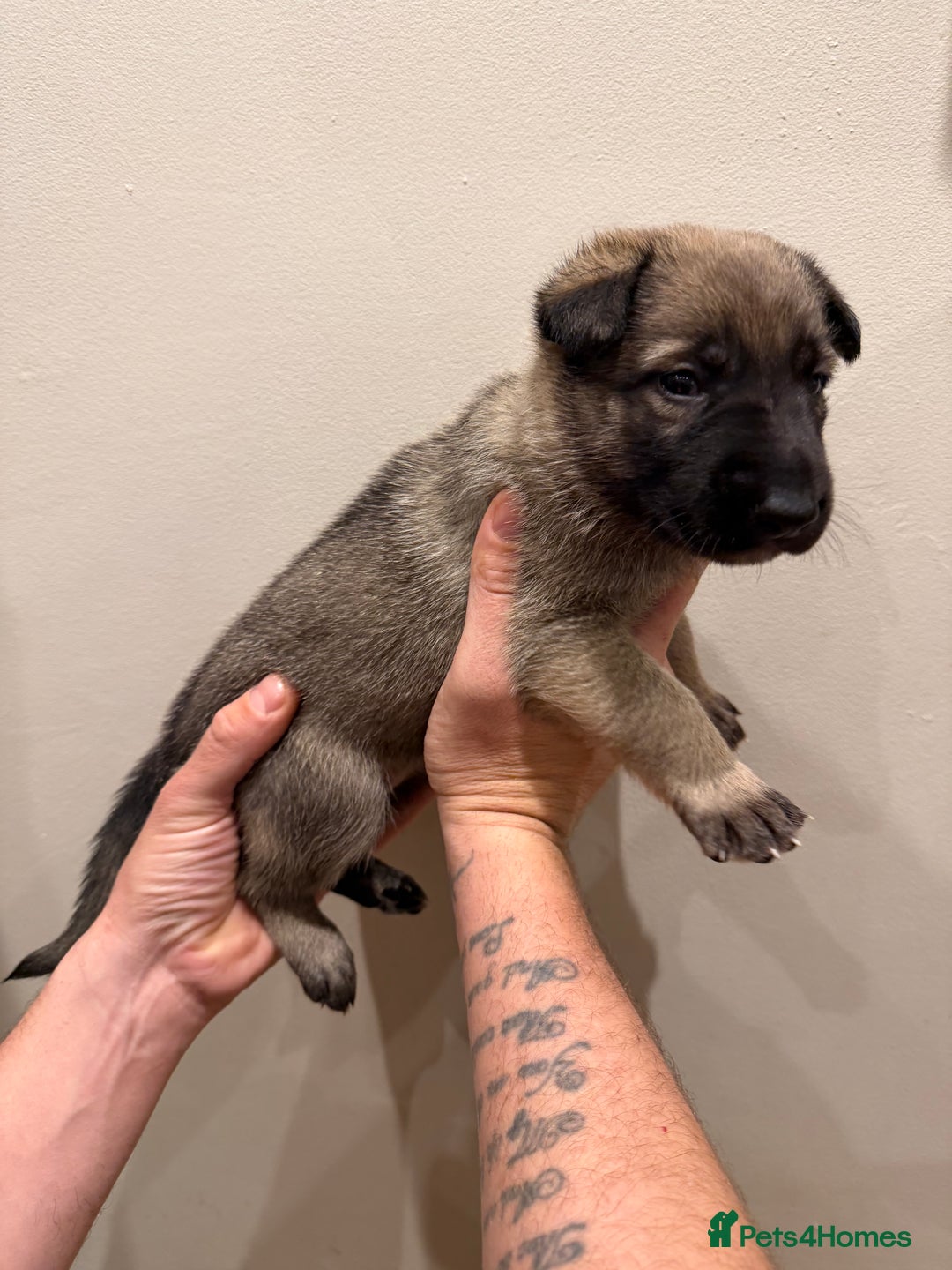 Mixed Breed dogs for sale: Shepinios puppies  - Advert 11