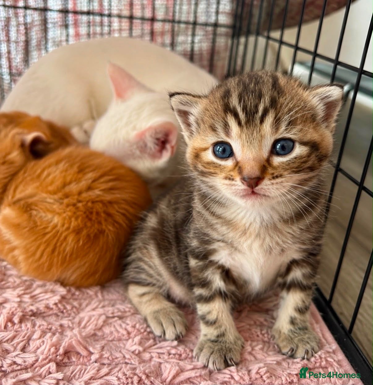 Siberian cats Two Fluffy Kittens!  - Advert 1