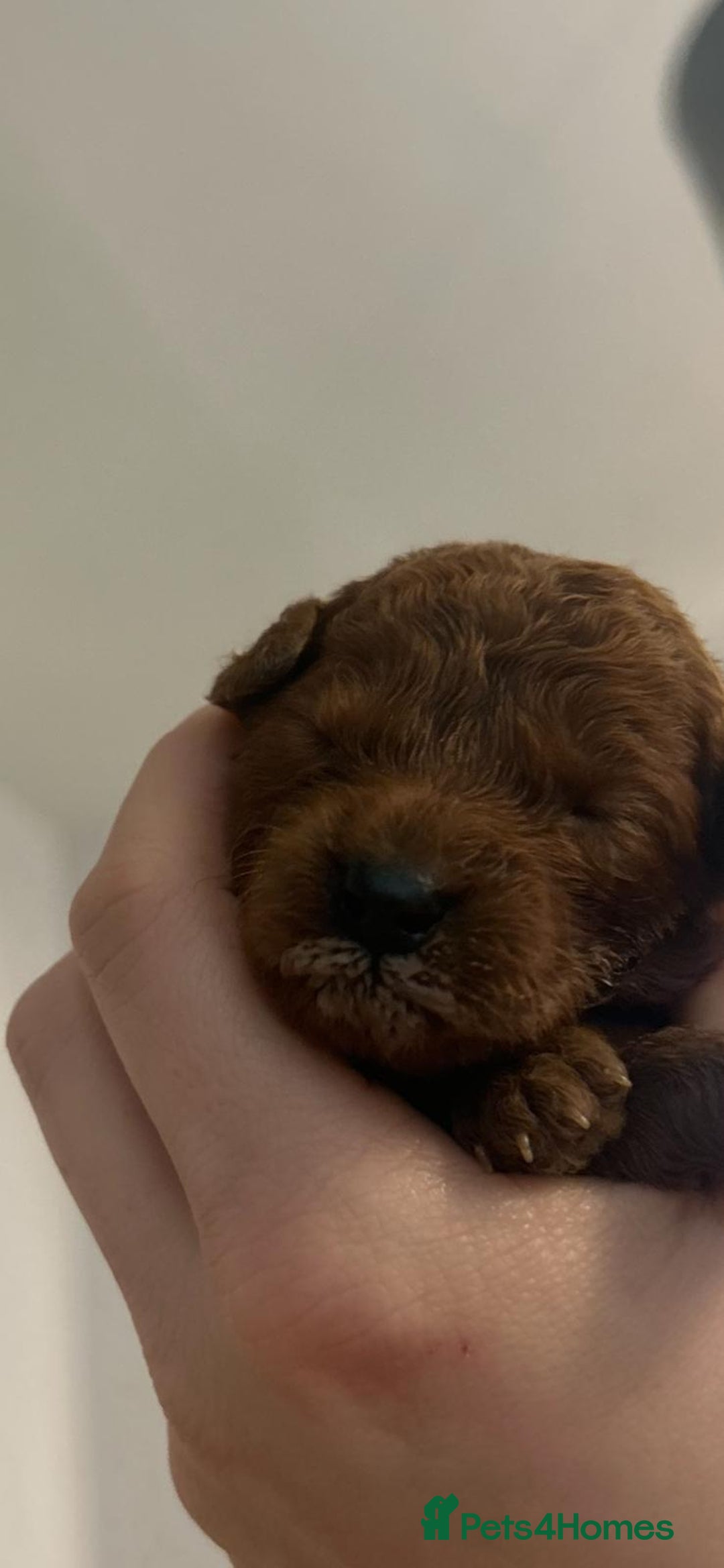 Miniature Poodle dogs for sale: Stunning red miniature poodle - Advert 17