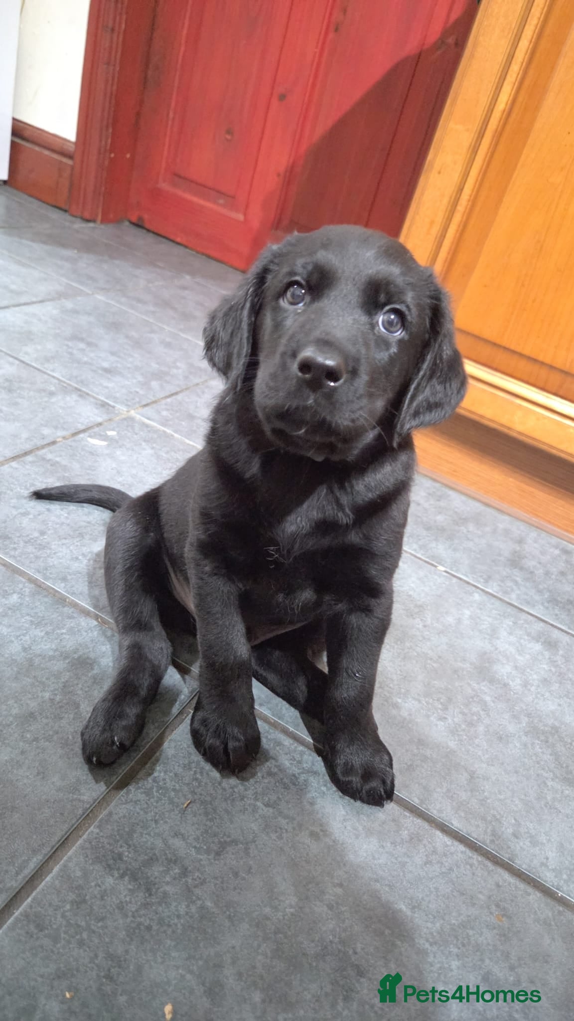 Labrador Retriever dogs 3 Labrador puppies - Advert 9