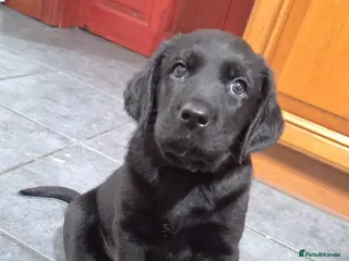 Labrador Retriever dogs 3 Labrador puppies - Advert 9