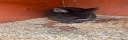 Mixed Breed rabbits for sale: Black male rabbit  in Blandford Forum - Advert 3