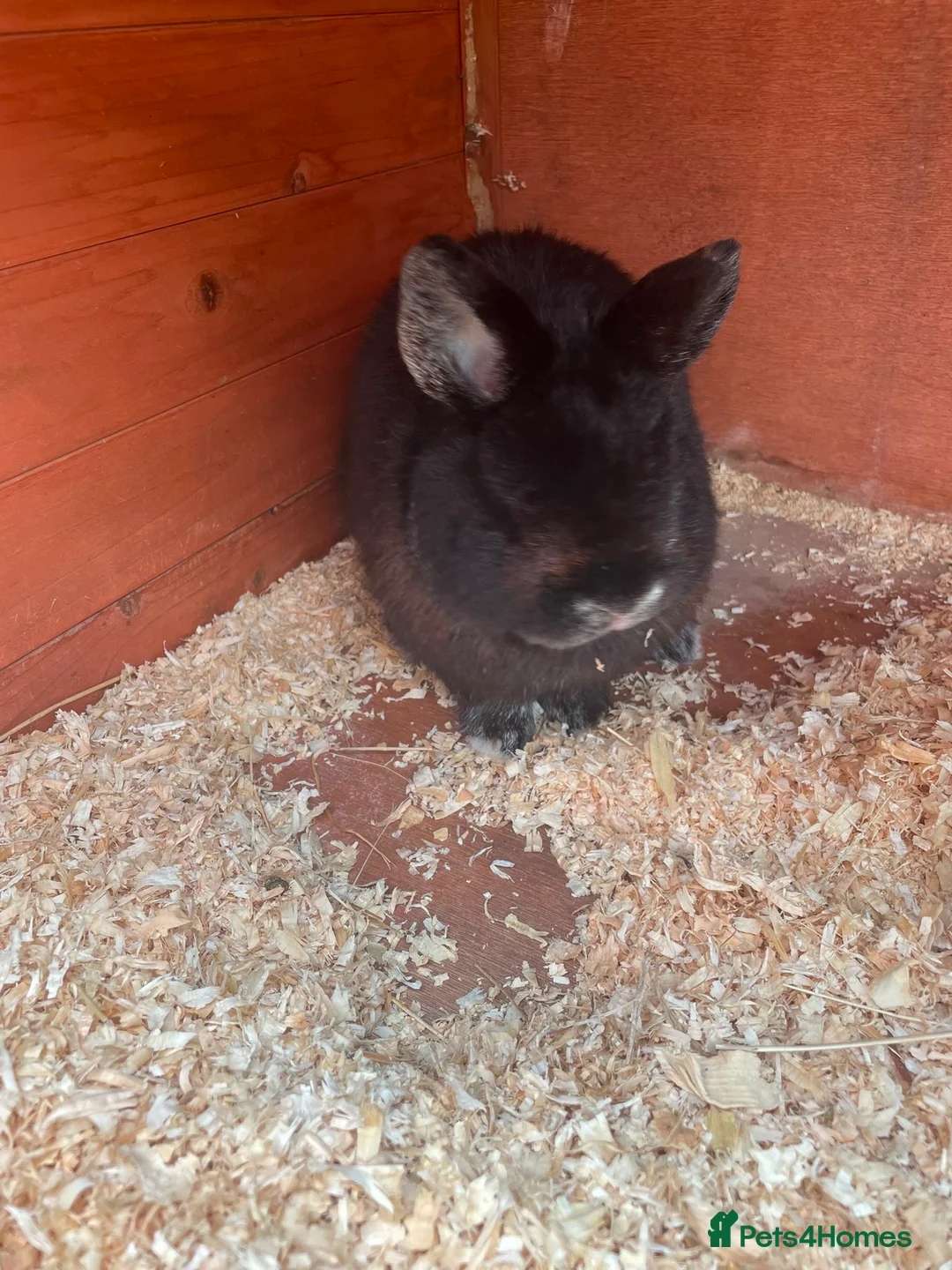 Mixed Breed rabbits for sale: Black male rabbit  in Blandford Forum - Advert 3