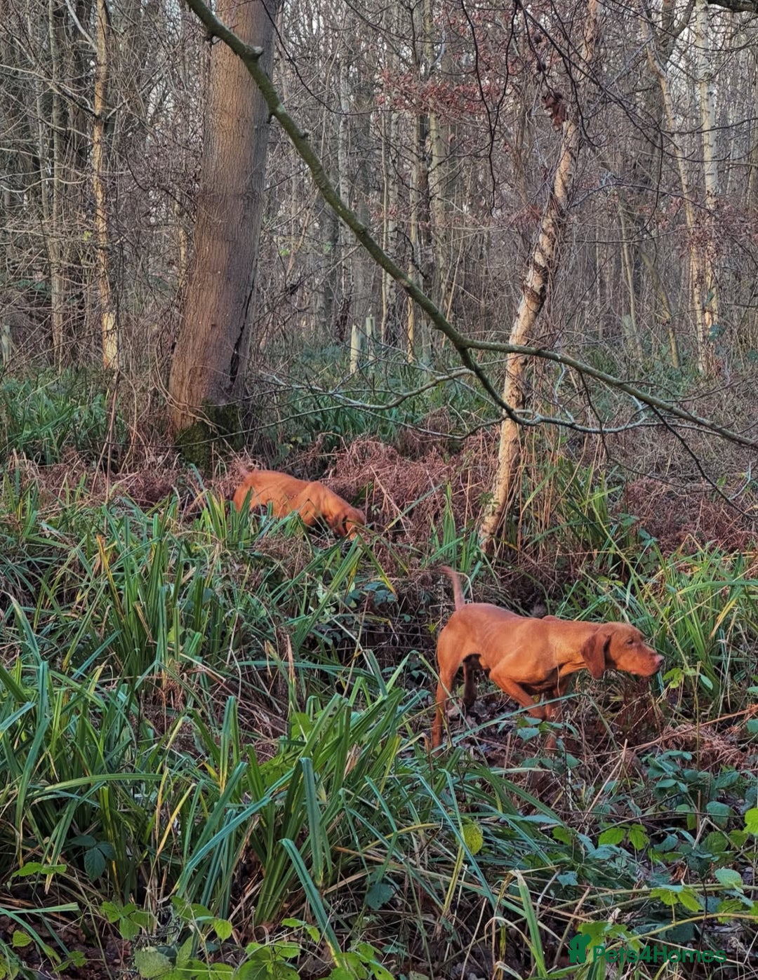 Hungarian Vizsla dogs for sale: Gamekeeper bred KC registered Crufts progeny - Image 25