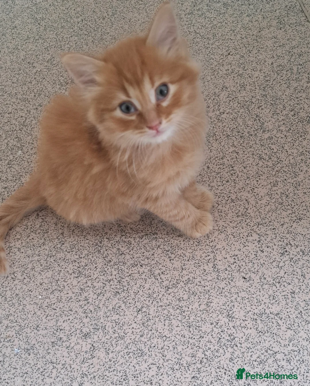 Mixed Breed cats for sale: Kittens for sale in Southampton - Advert 3