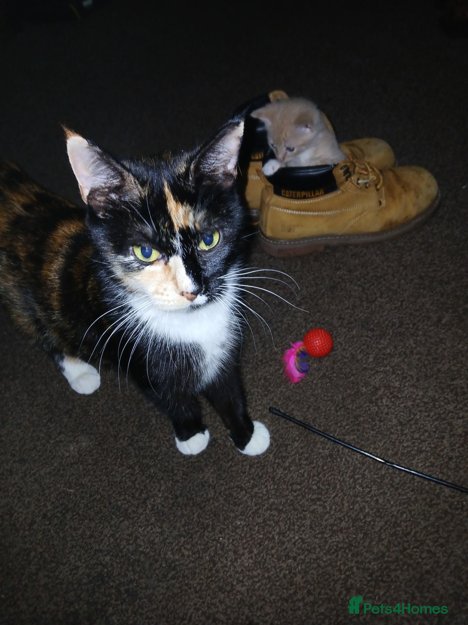Mixed Breed cats Beautiful kittens  - Advert 1