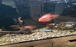 Cichlids fish for sale: Fish for sale - Image 2