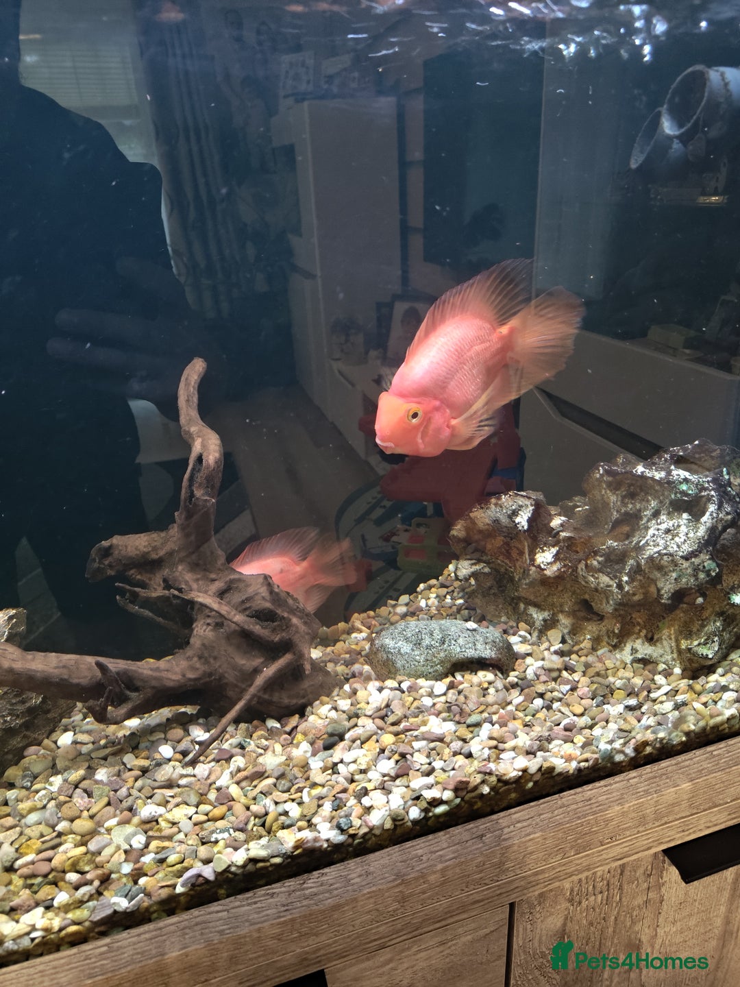 Cichlids fish for sale: Fish for sale - Image 2