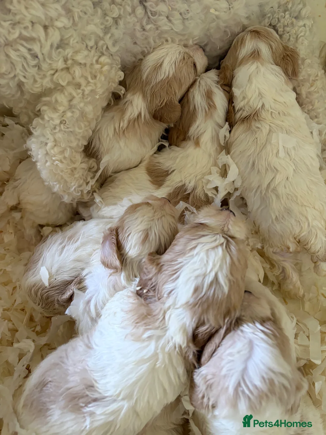 Cavachon dogs for sale: Cavashon puppies  - Advert 12