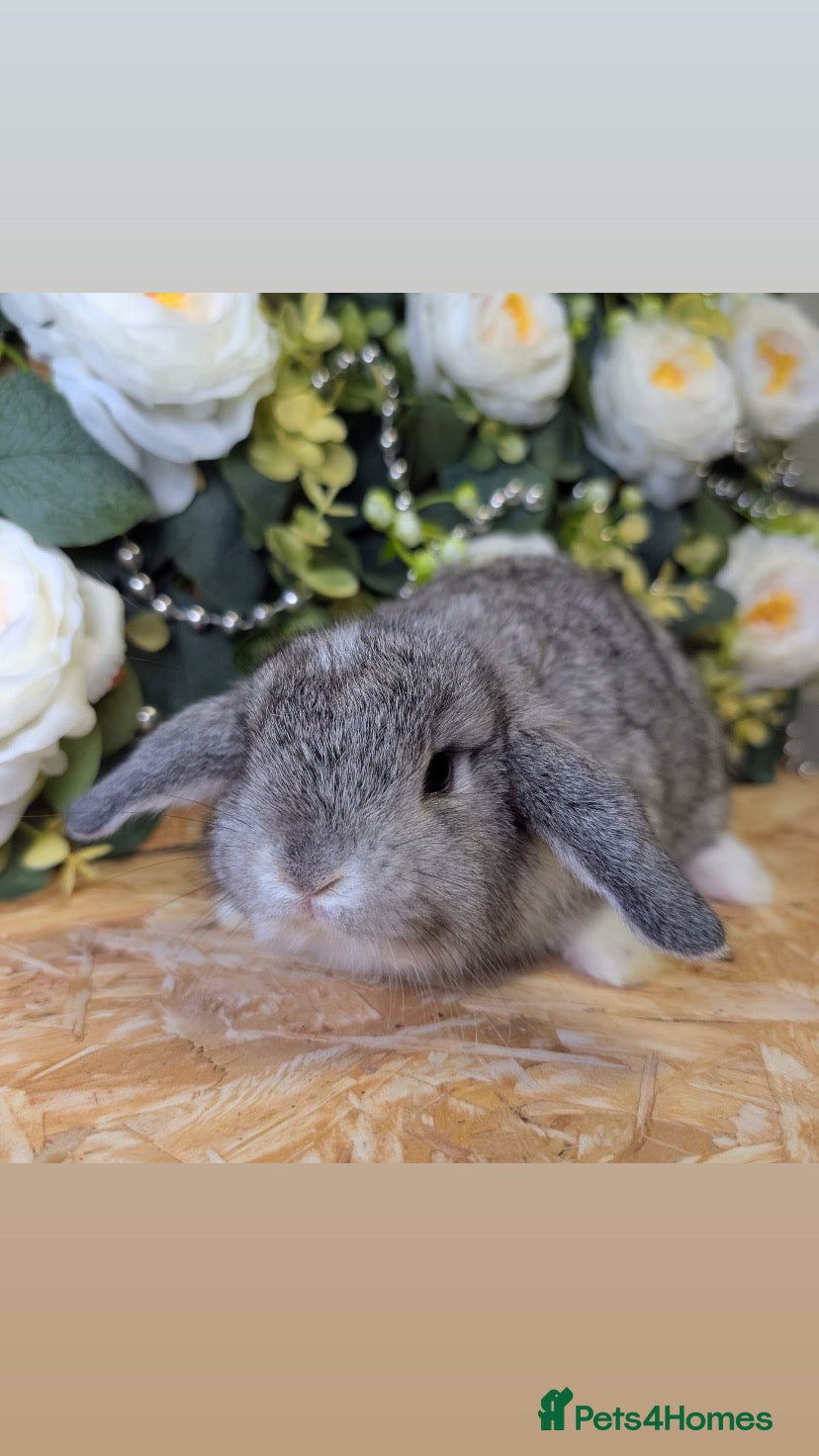 Mini Lop rabbits Mini lops ( Est since 2014 )ready 5th April  - Advert 15