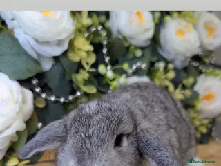 Mini Lop rabbits Mini lops ( Est since 2014 )ready 5th April - Advert 15