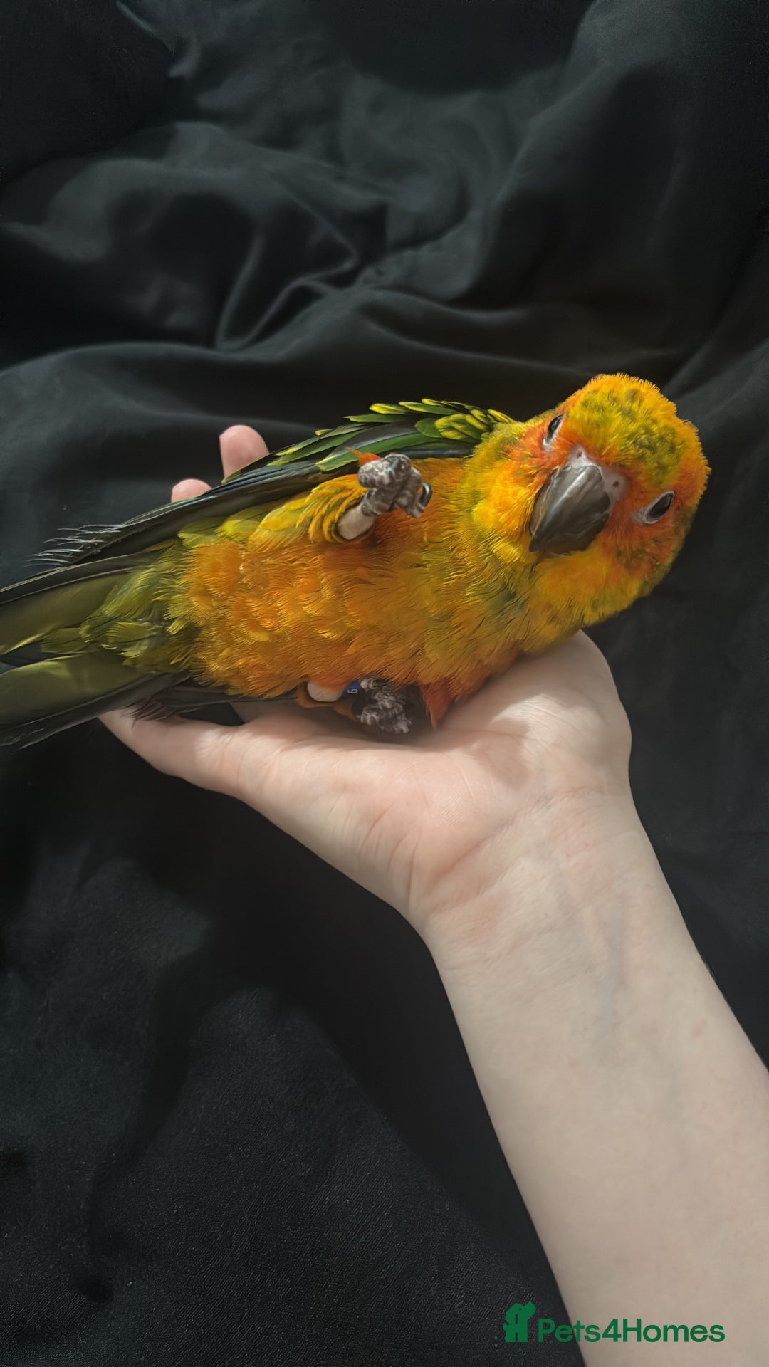 Ringnecks birds for sale: Baby sun conure  in Redcar - Image 15
