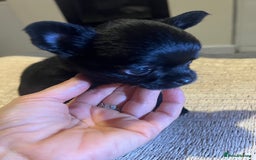 Chihuahua dogs for sale: Chihuahuas  - Image 10