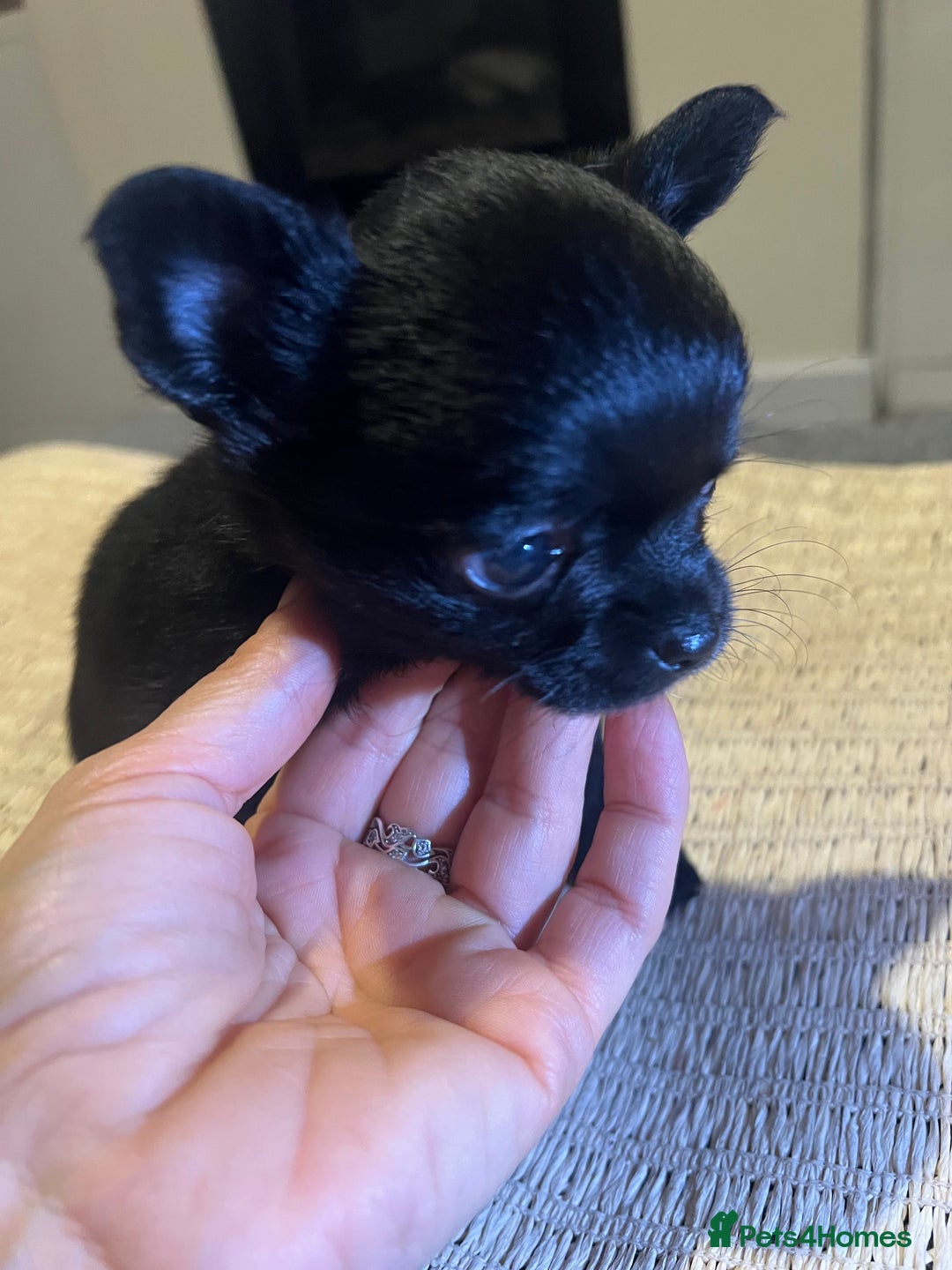 Chihuahua dogs for sale: Chihuahuas  - Image 10