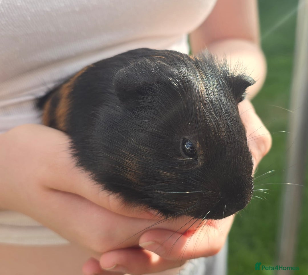 Guinea Pig rodents for sale: Male Guinea pigs  - Image 2