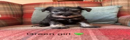 Miniature Schnauzer dogs for sale: KC registered, health tested puppies available  - Advert 3