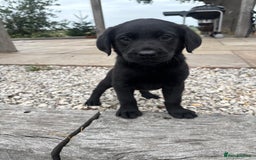 Goldador dogs for sale: GORGEOUS GOLDADORS  - Image 2