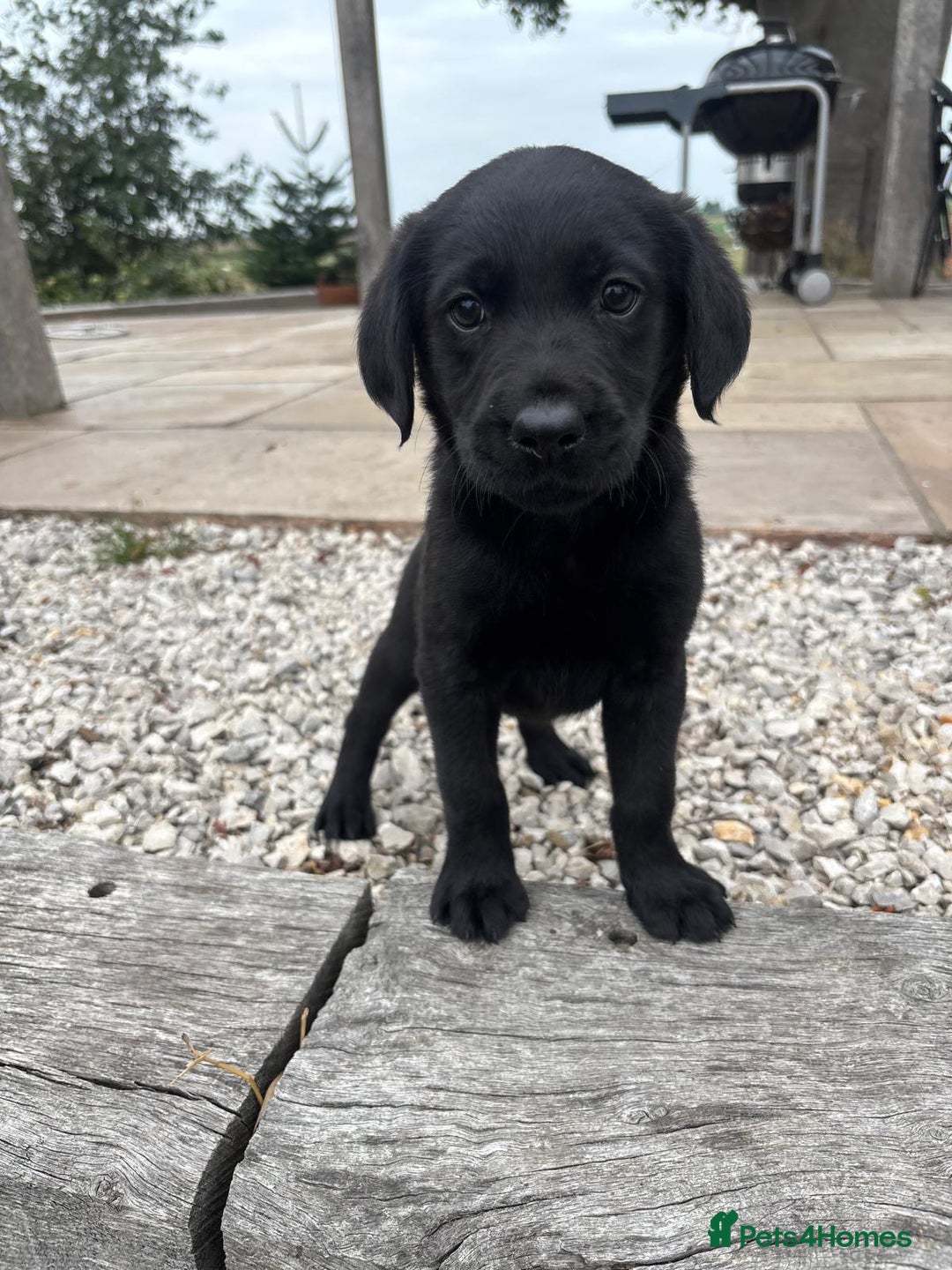 Goldador dogs for sale: GORGEOUS GOLDADORS  - Image 2