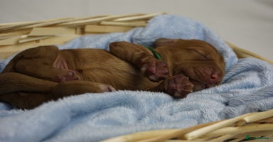 Mixed Breed dogs - Advert 6
