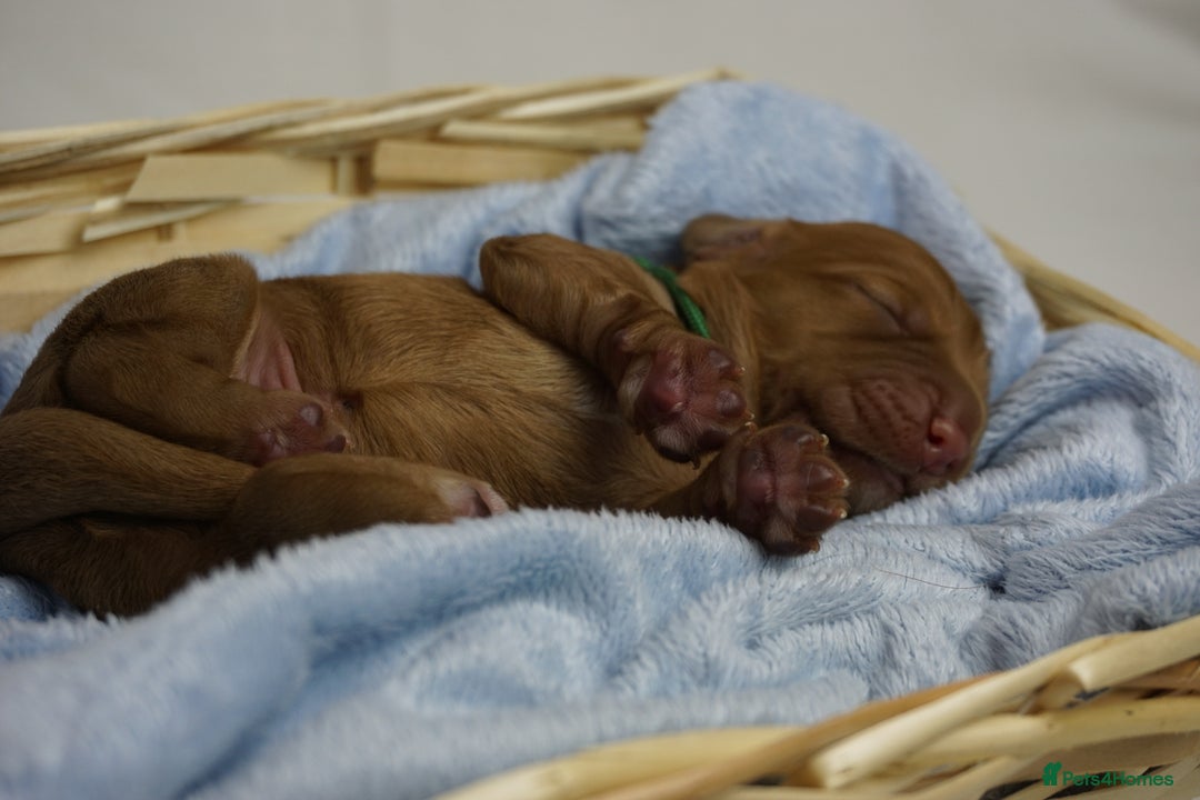 Mixed Breed dogs for sale: Golden Cocker Spaniel  - Image 3