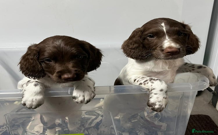English Springer Spaniel dogs - Advert 2