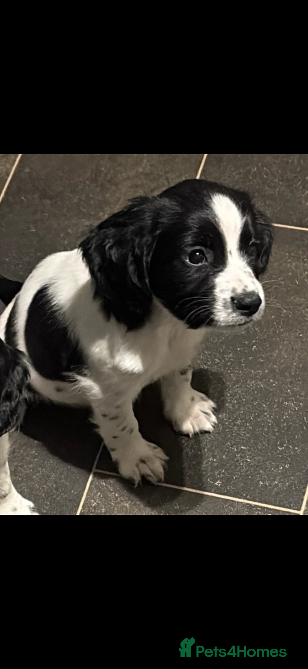 Sprocker dogs for sale: SPRINGER PUPPIES - Advert 17