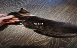 Bengal cats for sale: Bengal cross kittens ready now STILL AVAILABLE  in Southampton - Image 2