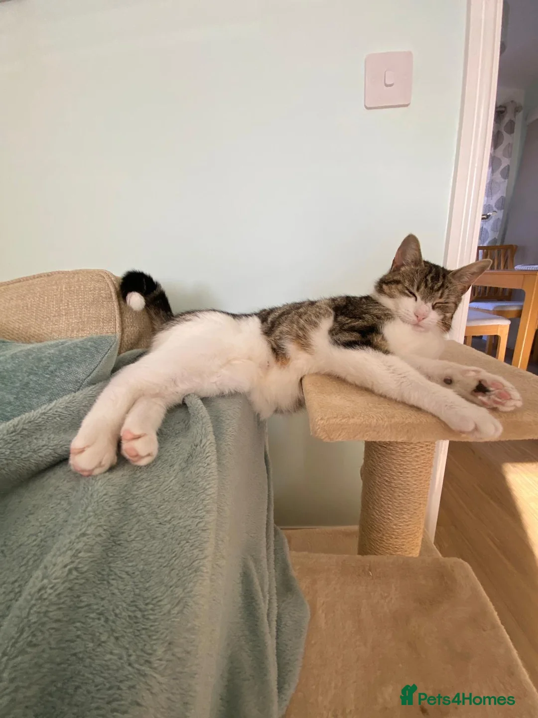 Domestic Shorthair cats for adoption: Feta, approx 3 year old girl   in Tadley - Advert 5