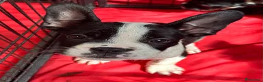 Mixed Breed Puppy 6