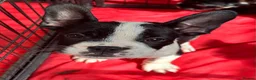 Mixed Breed dogs for sale: 7 American bulldog x French bulldog puppies  - Advert 3