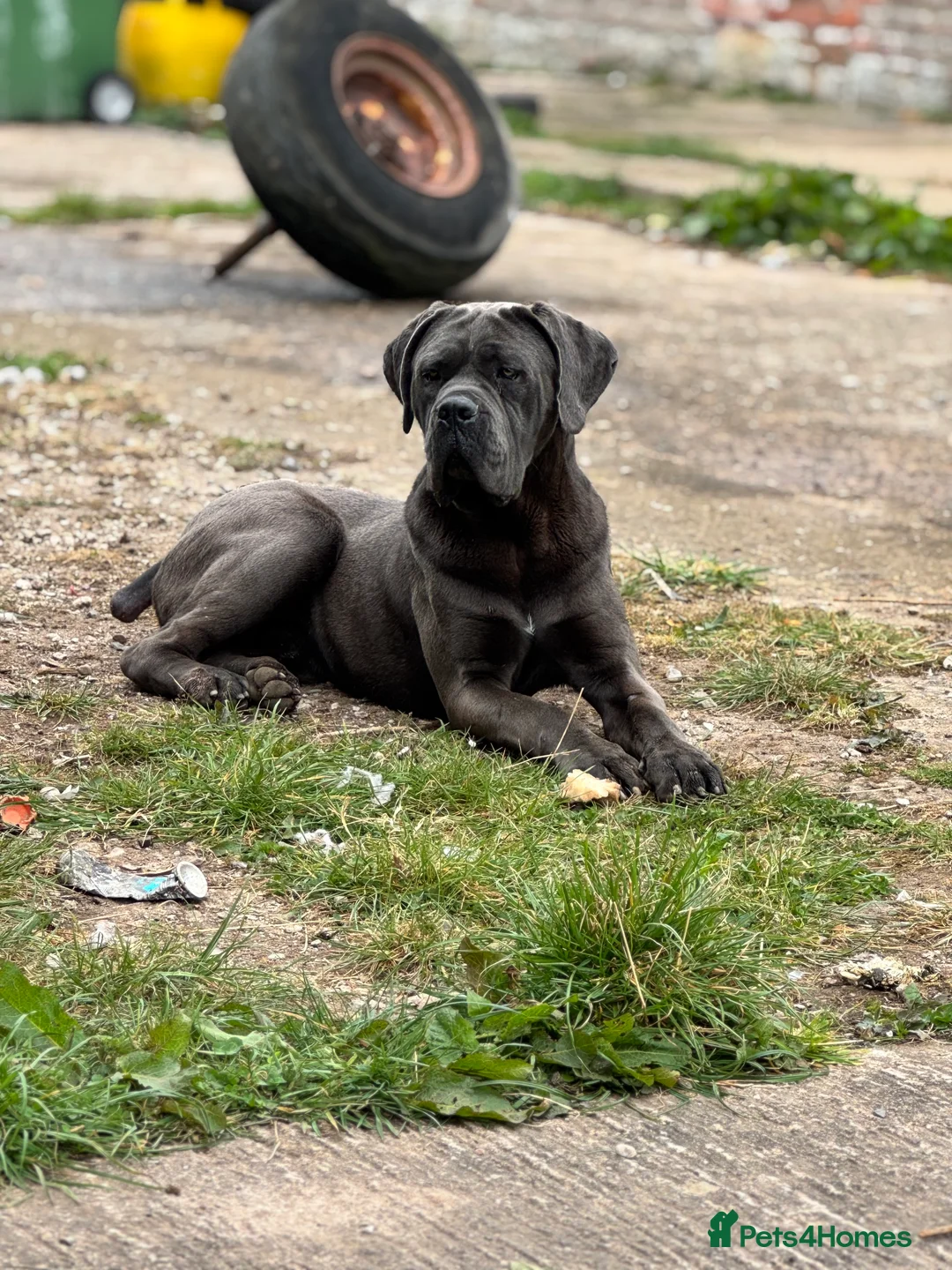 Cane Corso dogs for stud: Health tested Blue cane corso stud  in Carlisle - Advert 8