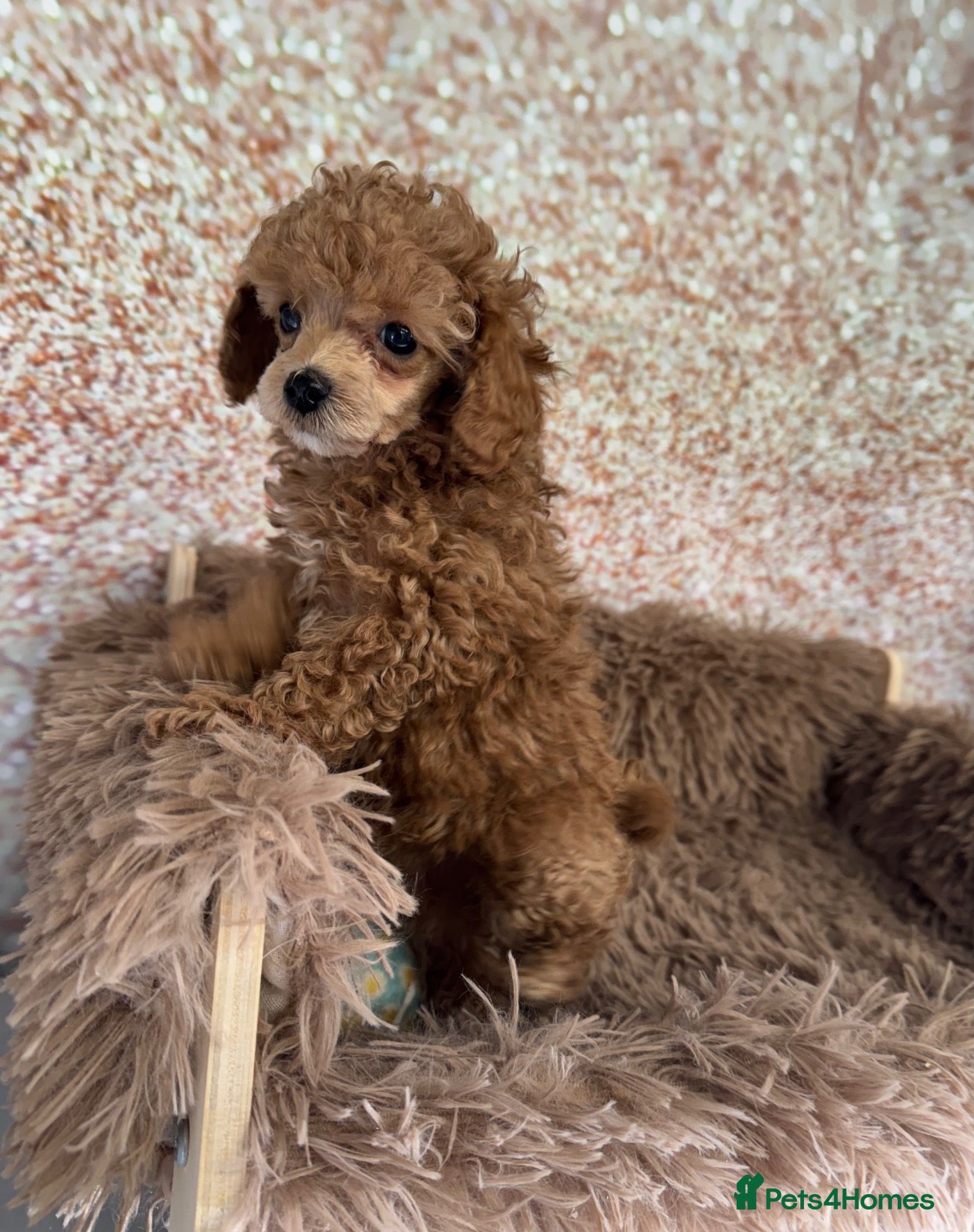 Toy Poodle dogs for sale: Red Asian x Toy Poodle  - Advert 3