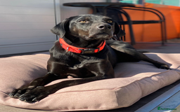 Labrador Retriever dogs for adoption: Joey - waiting over 3 years for a home - Image 6