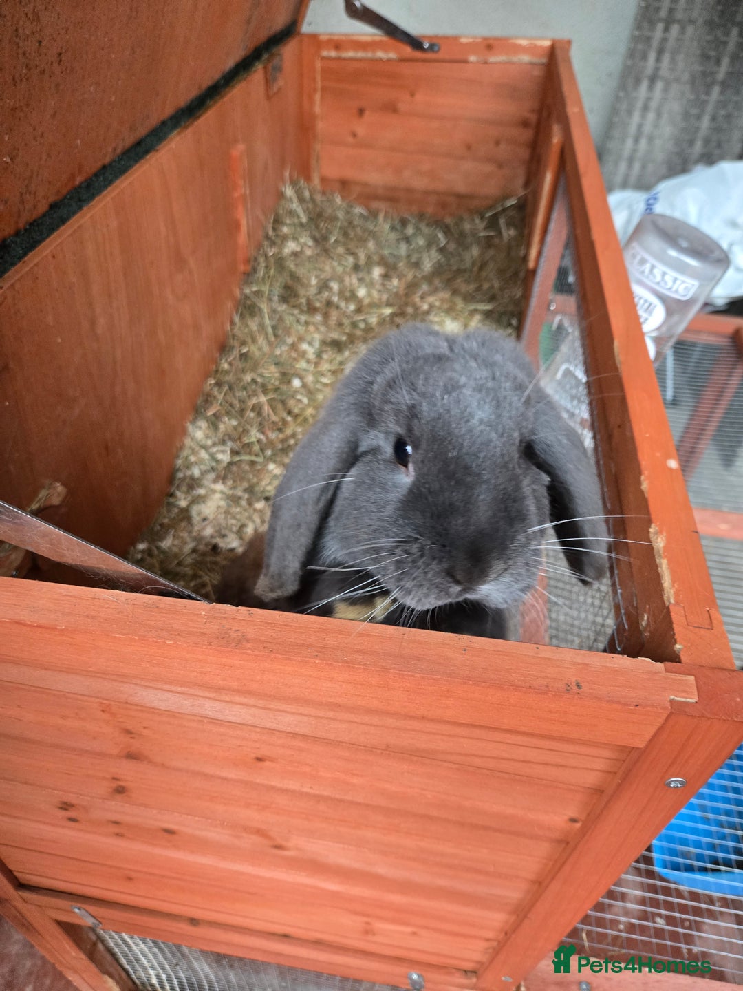 English rabbits for sale: 8 bunnies for sale - Advert 6