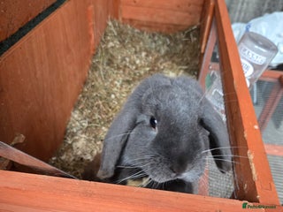 English rabbits bunnies for sale - Advert 2