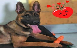 Belgian Shepherd Dog dogs for sale: PuppiesDWKC registered Working Line,Tested Parents - Image 18