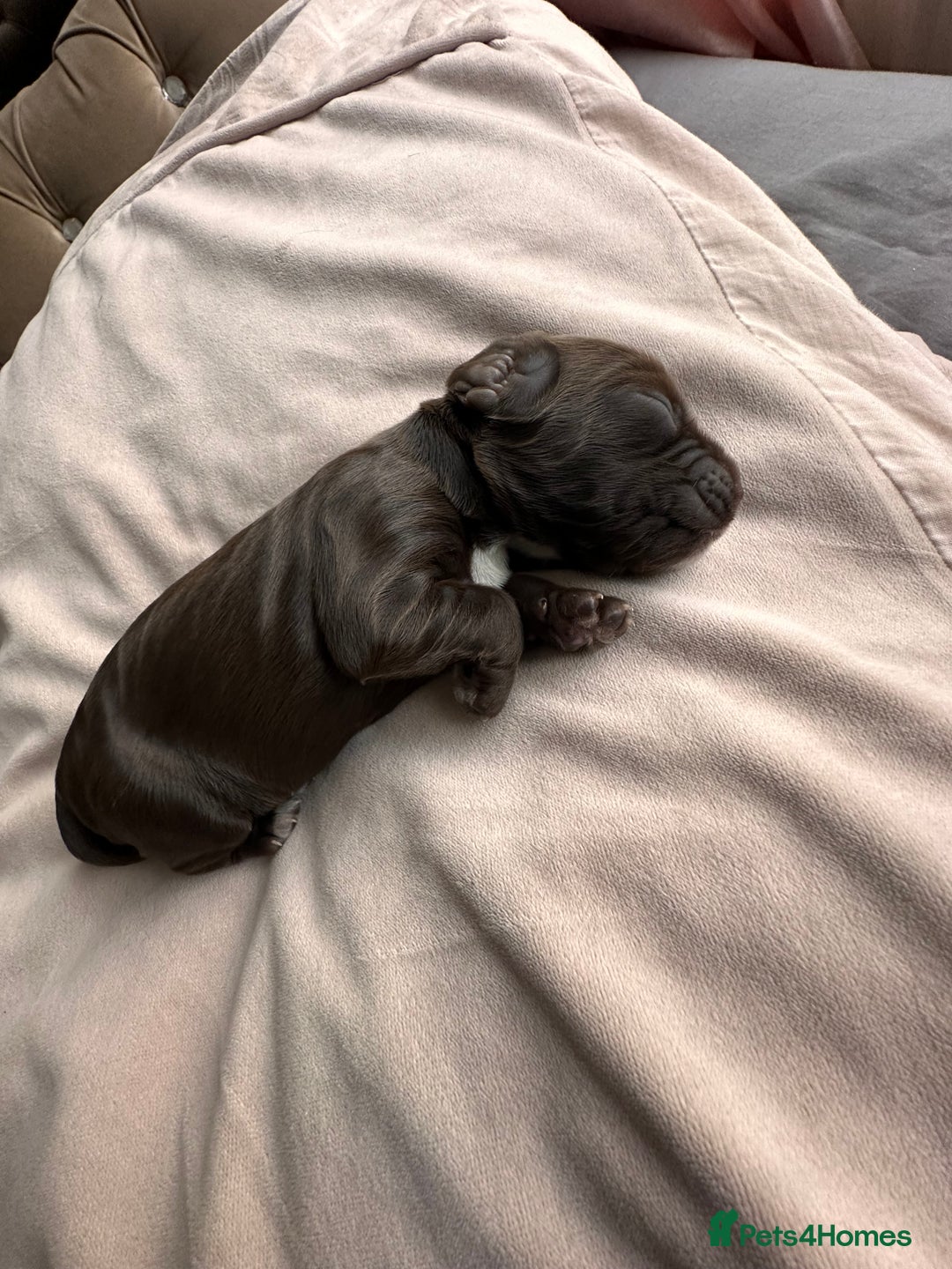 Cockapoo dogs for sale: Beautiful Cockerpoo puppies - Image 20