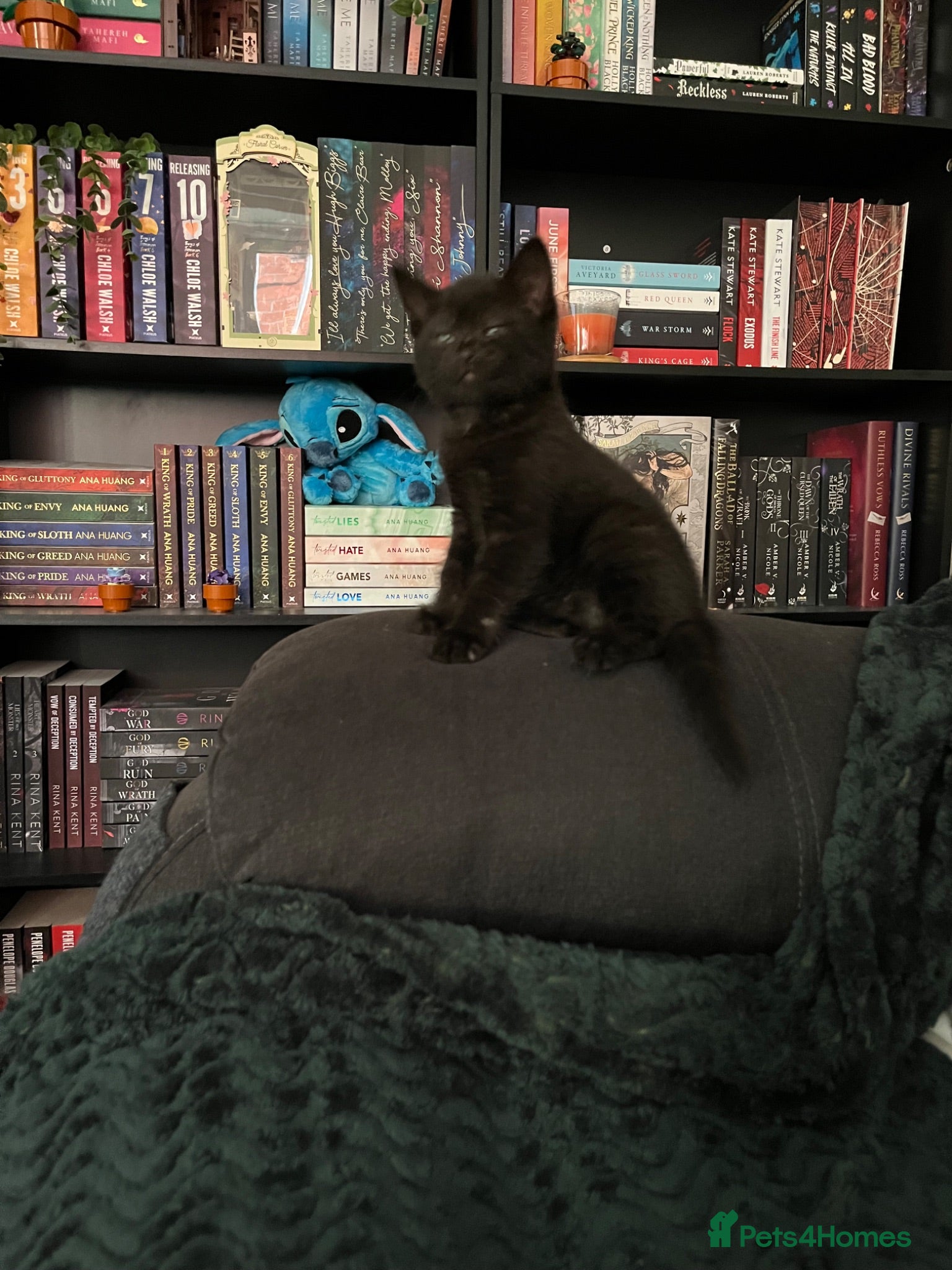 American Wirehair cats **** Last 2 Kittens Left ***American Wirehair Boy  - Advert 2