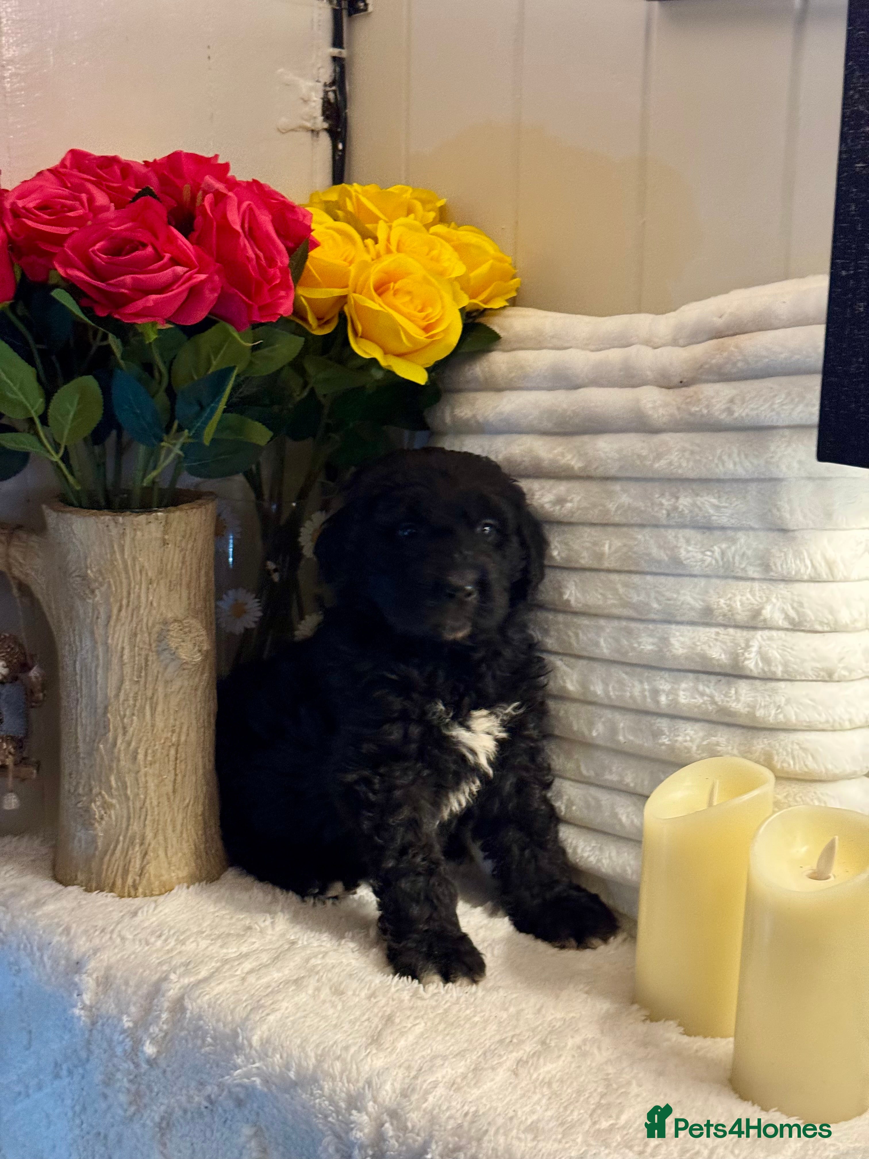 Bernedoodle dogs 1 left mini medium bernedoodle puppies for sale - Advert 5